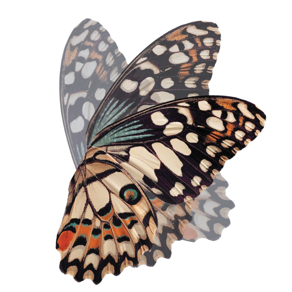 Butterfly wing in motion.